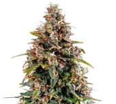 Watermelon Zkittlez Auto fem (Barney's Farm), Нидерланды