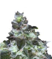 Original White Widow fem (Paradise Seeds), Нидерланды