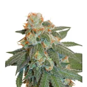 Auto Orange Bud autofem (Dutch Passion), Нидерланды