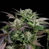 Blueberry Auto autofem (Trikoma Seeds), Испания