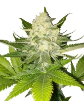 Atomical Haze fem (Paradise Seeds), Нидерланды