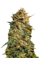 Original Auto Northern Lights fem (FastBuds), Америка