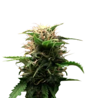 Lowryder autoreg (Doctor Choice), Канада