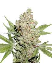 Watermelon Zkittlez fem (Pyramid Seeds), Испания