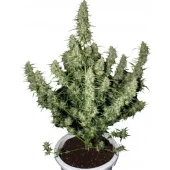 Magnum Auto fem (Buddha Seeds), Испания