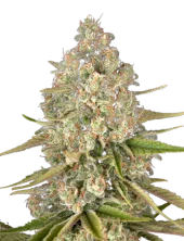 Lost Pearl fem (GHS), Нидерланды