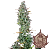 Critical Auto autofem (Buddha Seeds), Испания