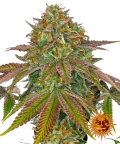 Wedding Cake fem (Barney's Farm), Нидерланды