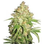 White Russian fem (Serious Seeds), Нидерланды