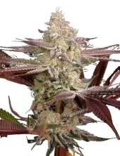 Chemical Bride fem (GHS), Нидерланды