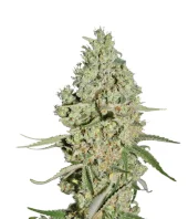 Super Critical fem (GHS), Нидерланды