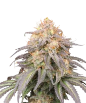 Mandarin Panties Auto autofem (Seed Stockers), США