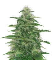 Dark Delight fem (Dutch Passion), Нидерланды