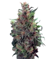 Californian Orange fem (Dutch Passion), Нидерланды