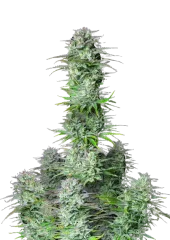 Kosher Cake Auto fem (FastBuds), Америка