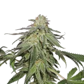 Cookies and Cream Auto autofem (Seed Stockers), США