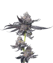 Platinum OG fem (Mavericks Genetics)