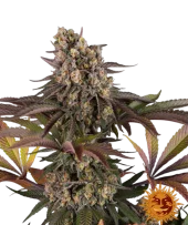 Limoncello fem (Barney's Farm), Нидерланды