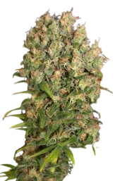 CBD-enriched Warlock fem (Serious Seeds), Нидерланды