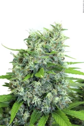 Kali Bubba reg (Serious Seeds), Нидерланды