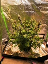 Sticky Fingers Auto autofem (Seed Stockers), США