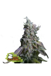 Sour Diesel Auto autofem (Seed Stockers), США