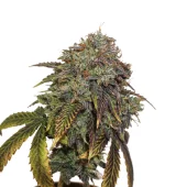 Gelato 41 Auto autofem (Seed Stockers), США