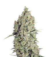 CBD-Chronic fem (Serious Seeds), Нидерланды