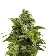 Auto Euforia autofem (Dutch Passion), Нидерланды