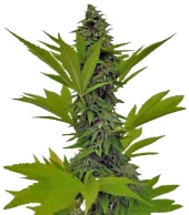 Moby Dick fem (GHS), Нидерланды