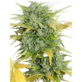 Auto AK-47 fem (Serious Seeds), Нидерланды