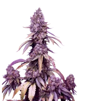 Black Muffin F1 Fast Version fem (Sweet Seeds), Испания