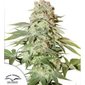 Auto Power Plant autofem (Dutch Passion), Нидерланды