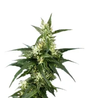 Neville's Haze Fem feminised (GHS), Нидерланды
