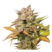 Auto Sweet Bourbon Kush autofem (Super Sativa Seed Club), Нидерланды