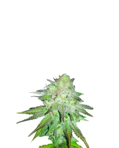 Raspberry Cough Automatic autofem (Nirvana), Нидерланды