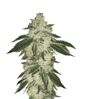 Green Crack auto fem (FastBuds), Америка