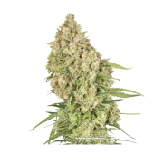 Amsterdam Amnesia fem (Dutch Passion), Нидерланды