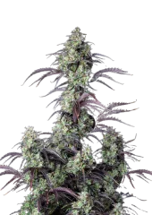 Mimosa Cake Auto fem (FastBuds), Америка