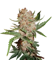 Bubblelicious Automatic autofem (Nirvana), Нидерланды