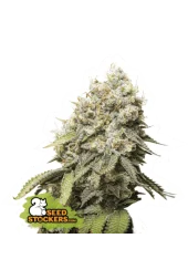 Bruce Banner fem (Seed Stockers), США