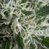Jack Herer Auto autofem (Trikoma Seeds), Испания