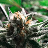 Condor Auto autofem (R-Kiem Seeds), Испания