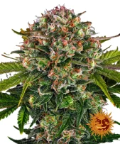 Strawberry Cheesecake Auto autofem (Barney's Farm)