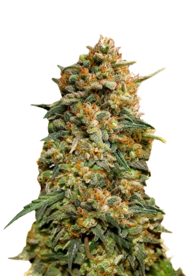 Слабопахнущие