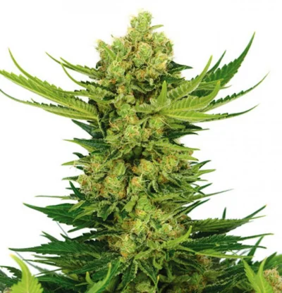 Для новичков