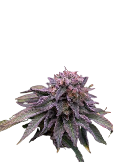 Для новичков