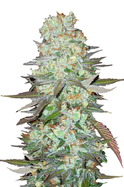 Слабопахнущие