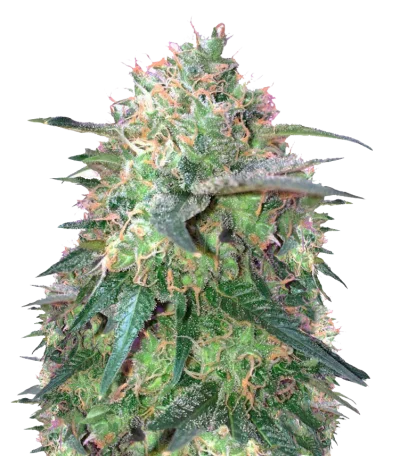 Для новичков