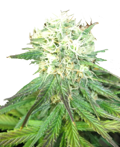 Слабопахнущие